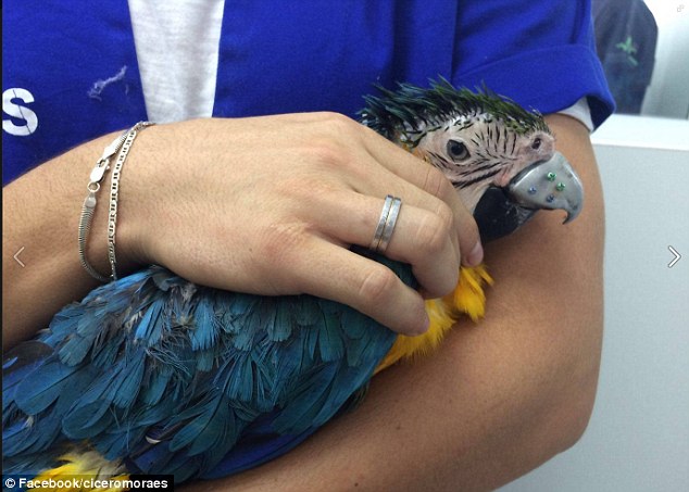 Ветеринары распечатали попугаю новый клюв