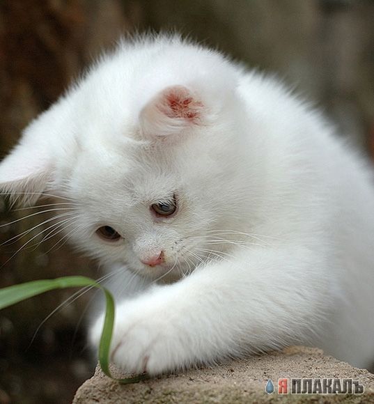 Вторничный котомёт!