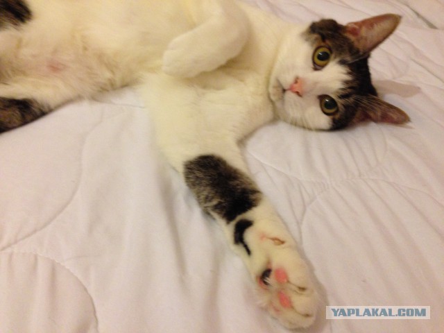 Котовторник 21.06.16
