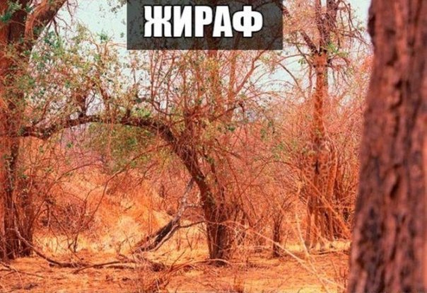 Прикольные животные