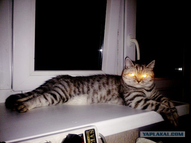 Котовторник 27.09.16