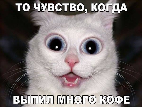 Служебные коты
