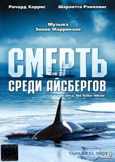 Косатки съели акул живьём