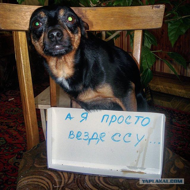 17 собак, которые больше так не будут. Наверное...