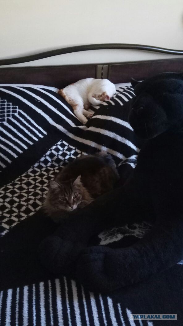 Котовторник 25.04.2017