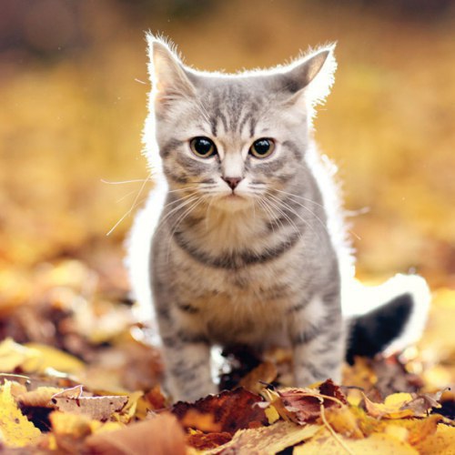 Осеннему котовторнику быть!