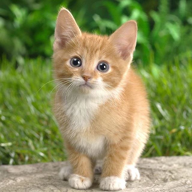 Коты и Кошки