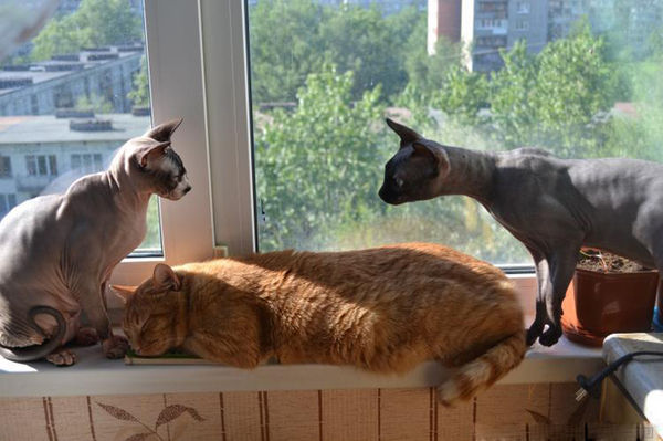 Коты и Кошки