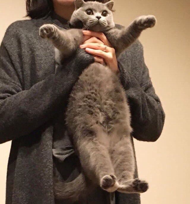 Коты и Кошки