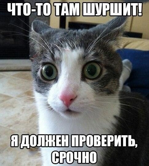Фотобомбы котов