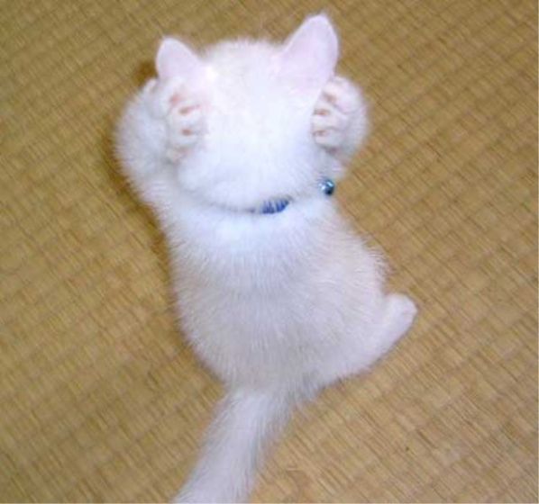 Уррааа! Котовторник на ЯПлакалъ!