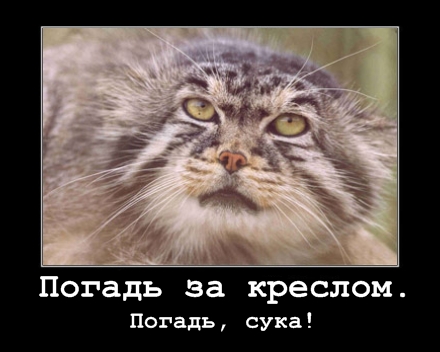А может все-таки погладим?