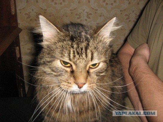 Ударим КОТОВТОРНИКОМ по УГ-постингу