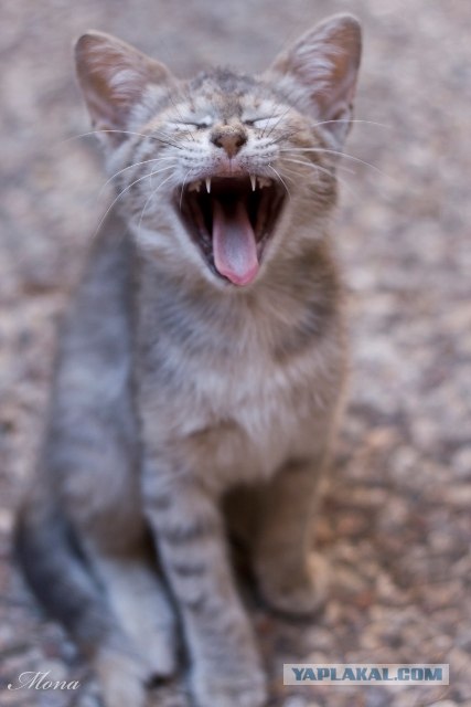 Котовторник на 6 июля