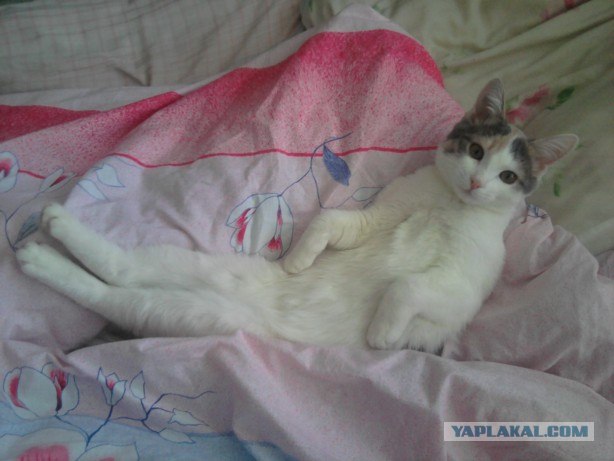 Сегодня котовторник, а котиков все нет