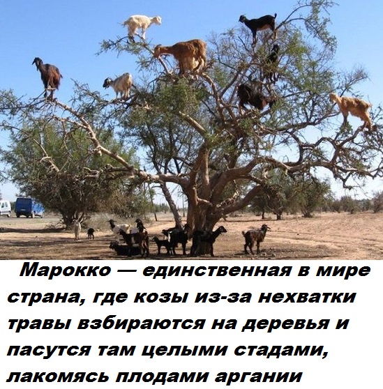 Подборка бесполезных фактов