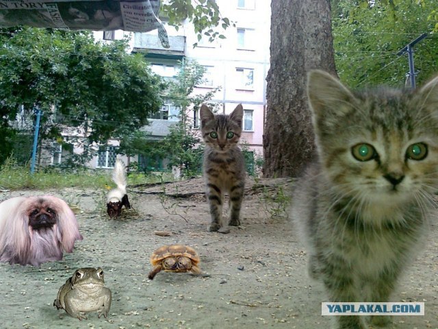 Котовторник в "КотоГетто"