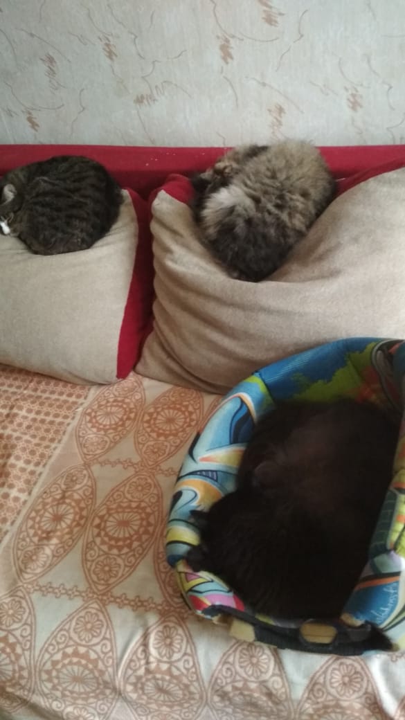Котовторник (20.11.18)