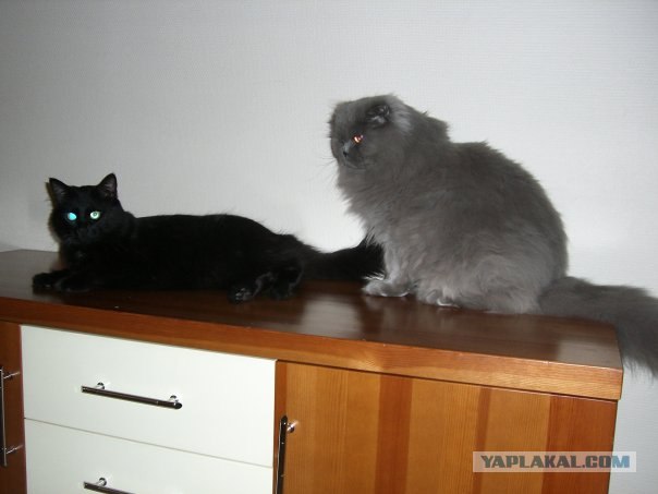 Котовторник 06.12.2011