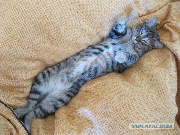 Котовторник 20.12.2011