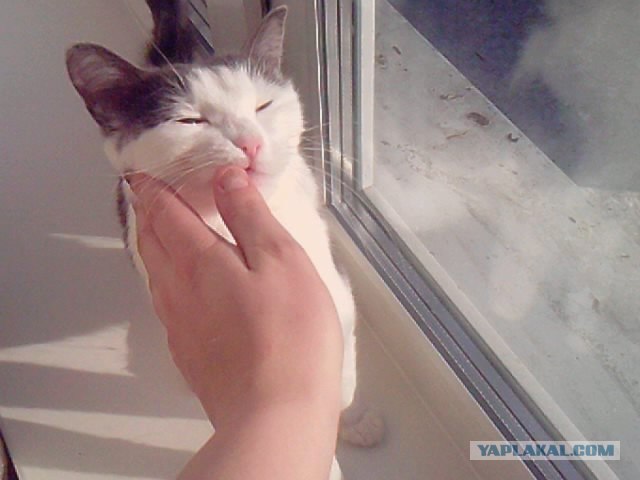 Котовторник (28.02.2012)