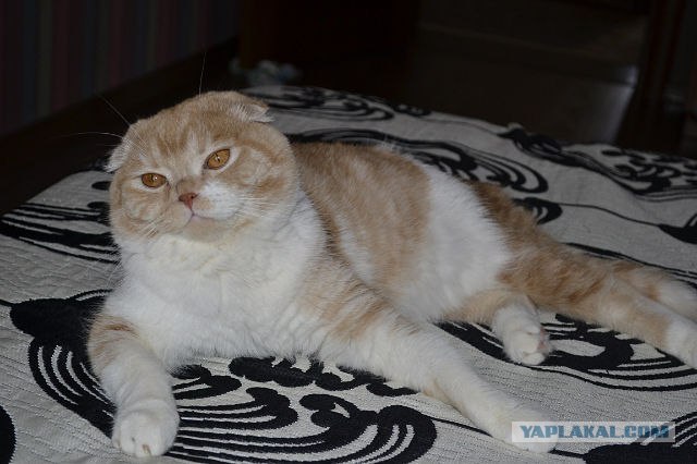Котовторник  17.07.2012