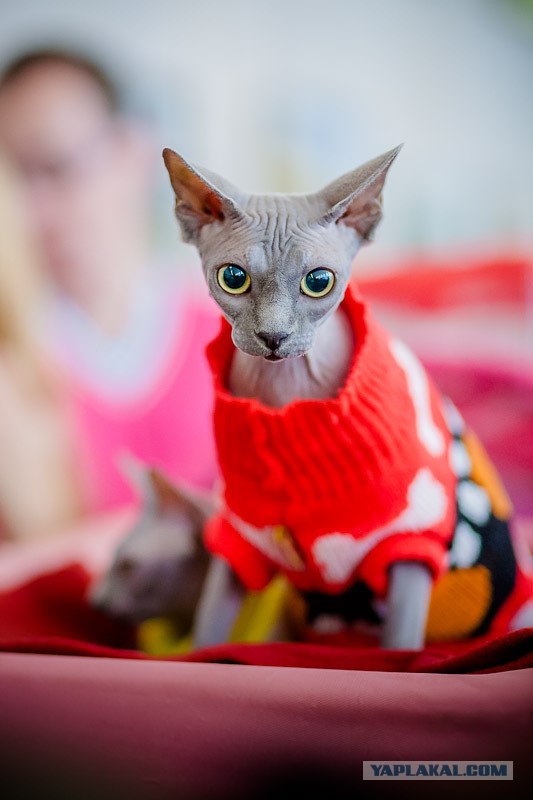 Новогодний Котовторник 01.01.2013