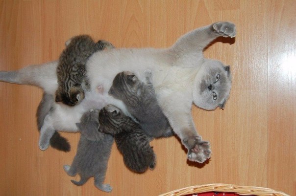 Котовторник 19.02.2019