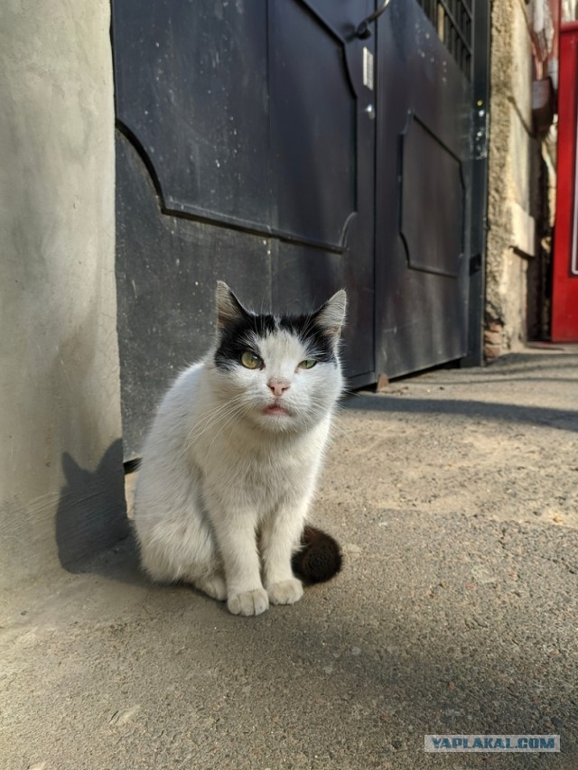 Коты с уранового рудника, надо больше урана!