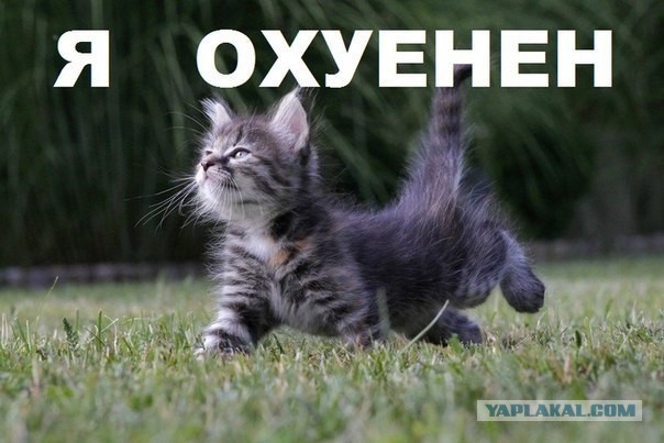 Замеряем диаметр кота