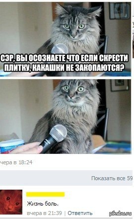 Смешные коты 18.08.20