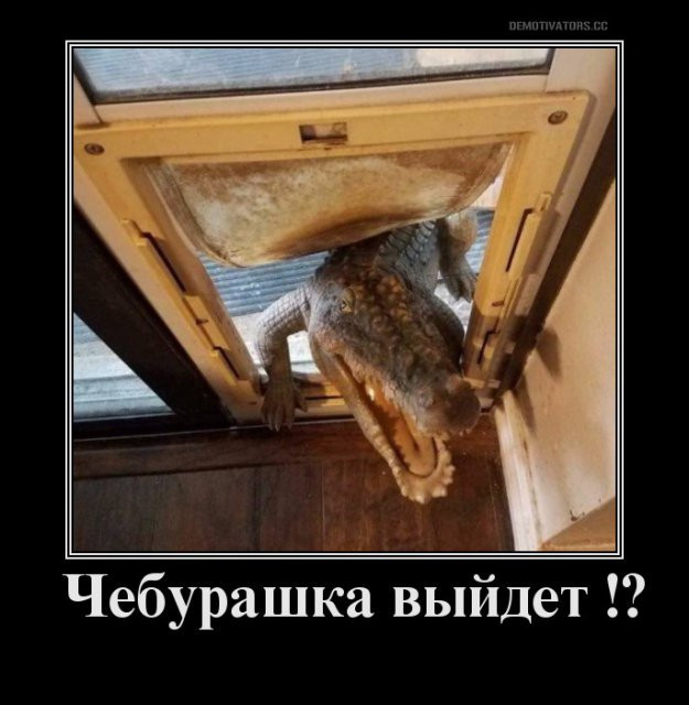 Такого веником уже не прогонишь ...