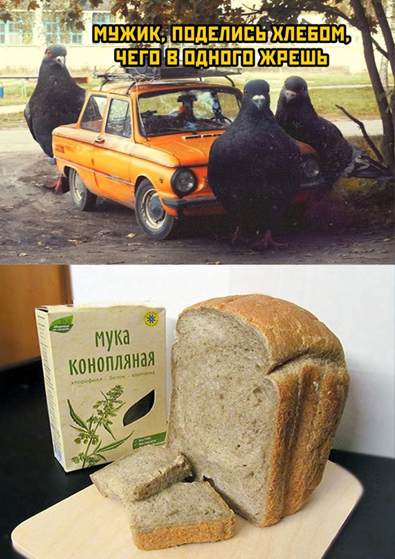 Весёлый полтишок 11.04.22