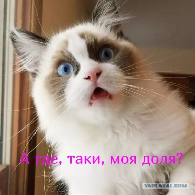 Миллионный штраф за обиженного котика