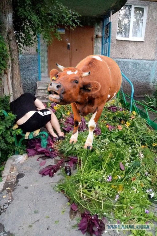 В Набережных Челнах пьяный мужчина застелил цветами выход из подъезда возлюбленной, но уснул