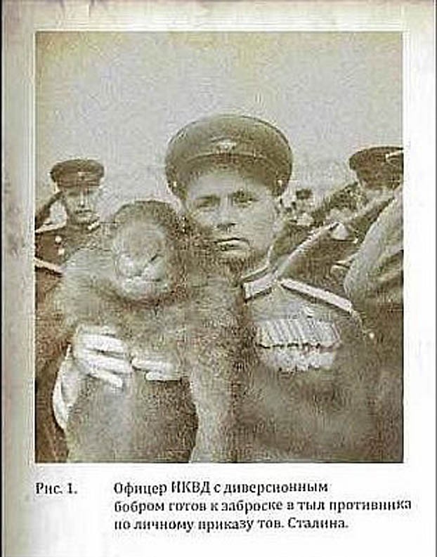 Бобры сорвали строительство моста в Первомайском районе в Нижегородской обл.