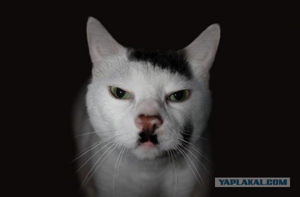 «Грязные» котики