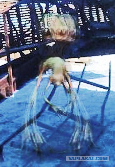 Пермяк заснял тарелку НЛО и инопланетянина