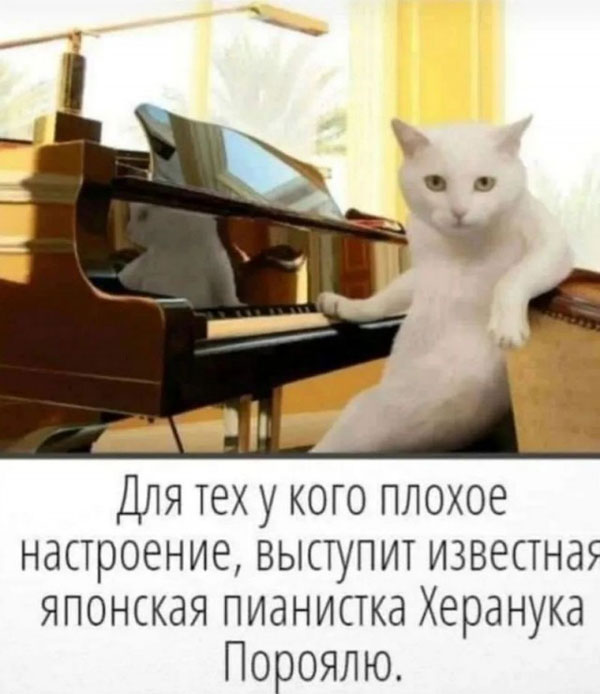 К котовторнику: подборка картинок-баянов с котиками и про котиков. Выпуск 12