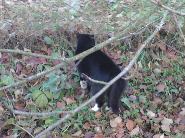 Котовторник  25.03.2014