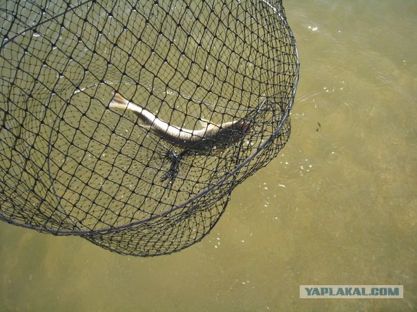 Арабатская стрелка