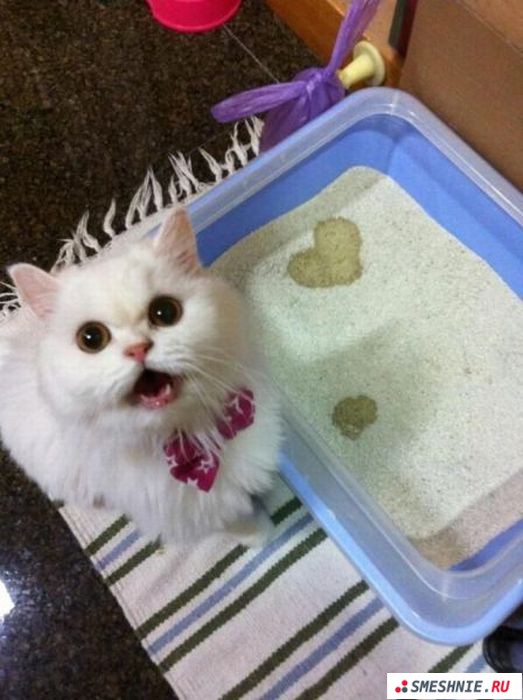 Кошачий алфавит