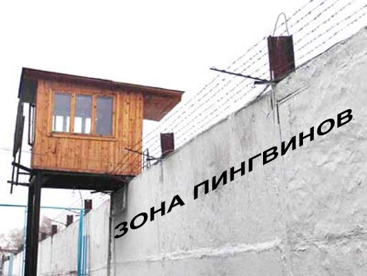 Чем пингвины похожи на хомячков?