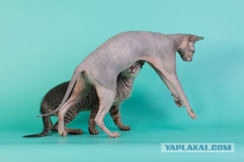 Котовторник 27.5.2014