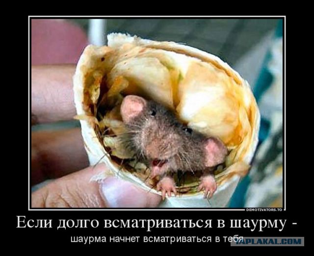 Шаурму хотите?