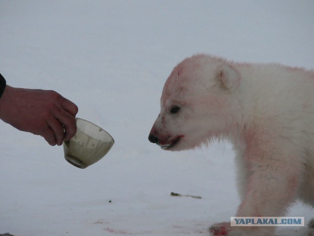 Медведи учат медвежат быть медведями