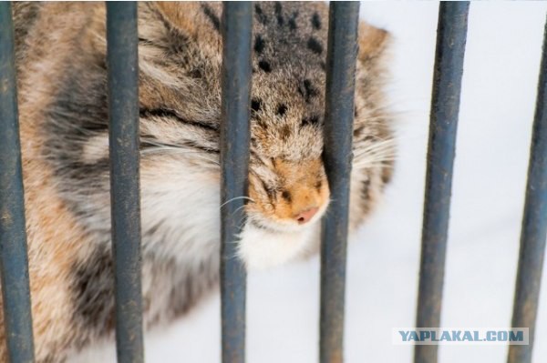 Котовторник 25.11.2014