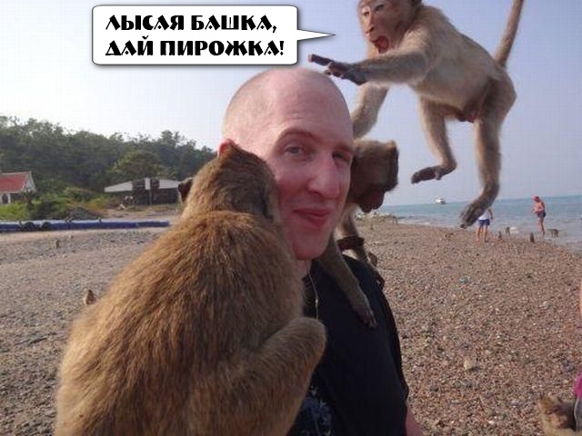Весёлые картинки