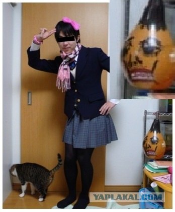 Даже кошки не могут это терпеть