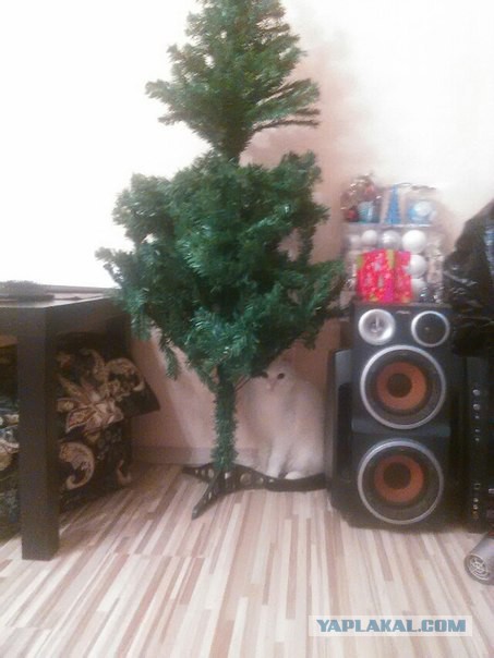 Котовторник 30.12.2014